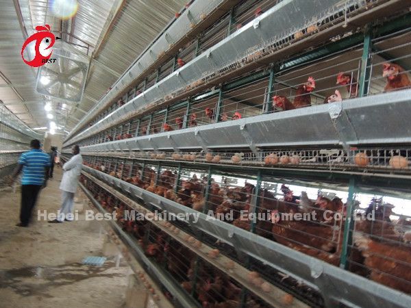 Galvanized Poultry Layer Cage 3 Tier 120 Birds And 4 Tier 160 Birds Layer Farming Cage Sandy