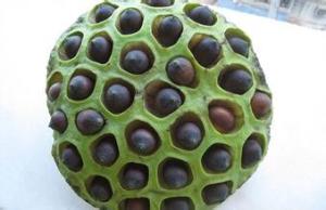 China Lotus seed Extract 10:1 TLC Stand against insomnia, 100% natural ingredients or healthcare, Chinese manufacturer wholesale