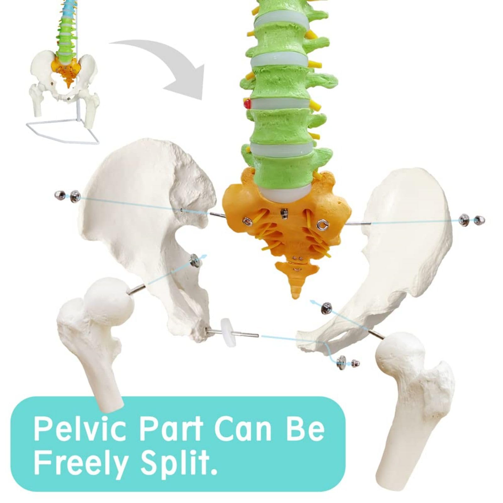 Colored Spine Anatomical Skeleton Model Pelvis Femur Heads