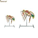 Apiculture Tools Beekeeping Equipment 60cm 110cm Height bee anatomy model