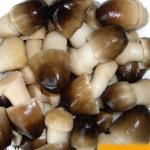 Fresh Natural Raw Material Canned Fruits Vegetables 425g Farm Mushroom