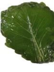 Fresh Bamboo Leaves 24 Month Shelf Life Guaranteed