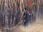 Small Multi-Purpose Lawn Sugarcane Harvester for Sugarcane,
