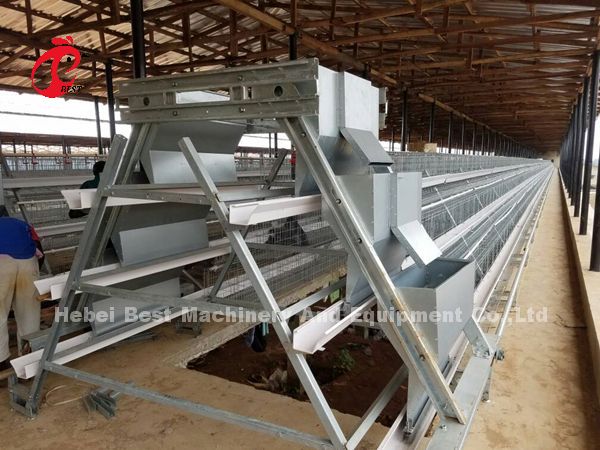 A Type Automatic Layer Cage System With Poultry Equipment In Nigeria Iris