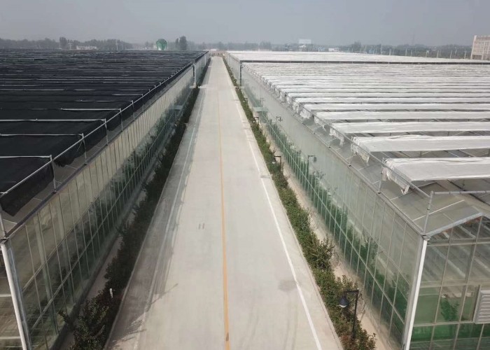 Farming Venlo Aluminum Frame Glass Greenhouse For Agriculture Growing