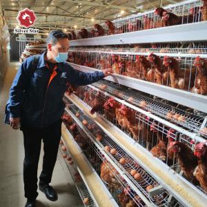China Free Design Provide Layer Chicken Cage Hot Dip Galvanized wholesale