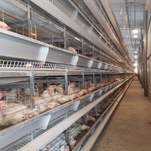 China Hot Galvanized 4 Tiers 72 Birds Battery Chicken Cage Newest Design wholesale