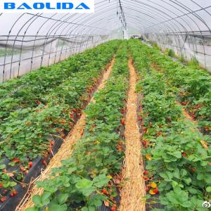 China Galvanized Steel Frame Greenhouse Grown Strawberries Simple Structure wholesale