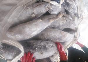 China 100% Net Weight Delicious 5kg 7kg Fresh Yellowfin Tuna wholesale