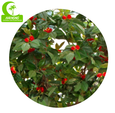 Camellia flowering tree