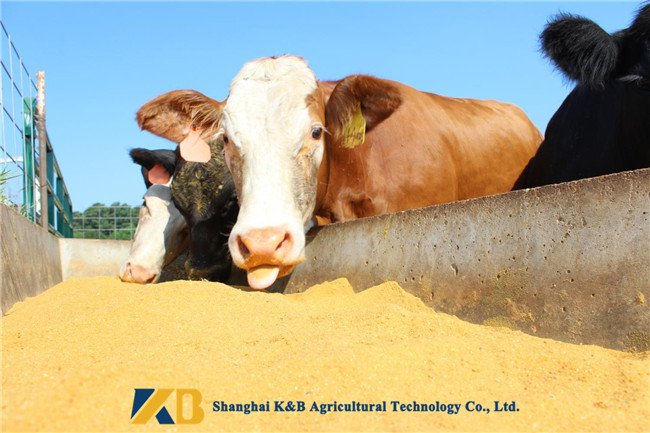 Natural 60% Protein Corn Gluten Feed / Beef Cattle Feed OEM Bag Package