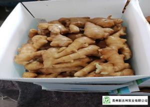 China Own Bases Organic Fresh Ginger Storage Temperature 10 °C - 15 °C wholesale
