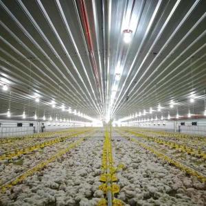 China Golden Supplier Broiler Feed Pan For Chicken House wholesale