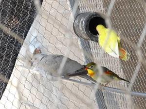 China Silvery Outdoor Aviary Netting Stainless Steel Strong Toughness For Bird Fencing wholesale