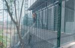 358 Anti-Cut Fence/High Security Fence