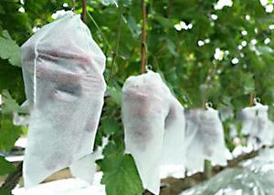 China Non Toxic Agriculture Non Woven Fabric Anti Mildew 1% - 4% UV Treated 300g/M2 wholesale