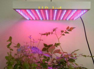 Horticulture High Efficiency 150 Watt 15000 Lumen 120 Degree Led Grow Light