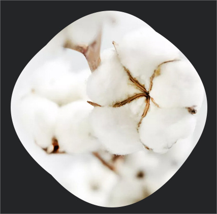 Large Quilt Core for Hotel Bedding Spring and Autumn Grade A Organic Cotton Down