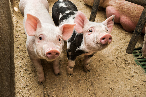 Enhance Animal Nutrition with Lysine Hydrochloride 98% Feed Grade Amino Acid Powder