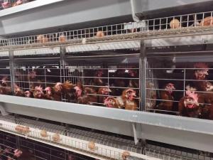 China Dry Health Baby Chick Cage Heat - Resistant Poultry Keeping Machinery wholesale