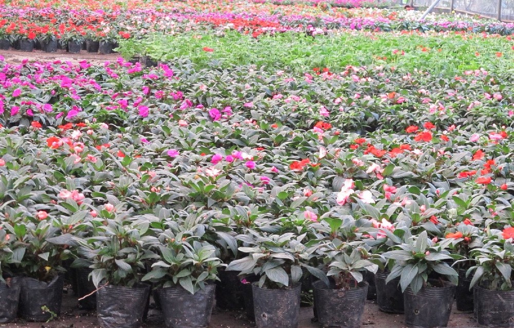 Plastic clear soft flower nursery pot