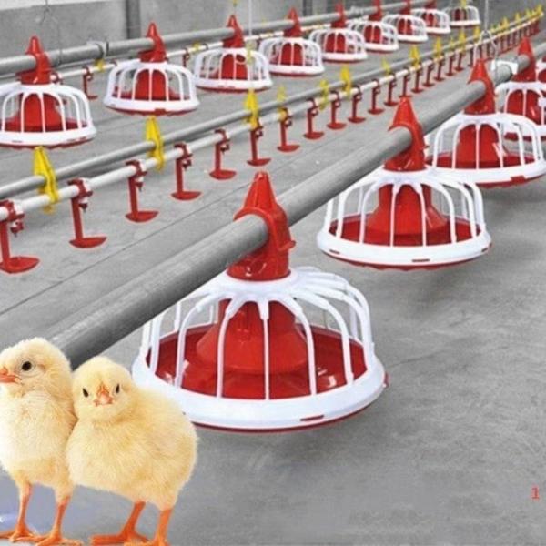 Poultry Farming Automatic Pan Feeding Nipple Cup Drinking System for Broiler Breeder Chicken House