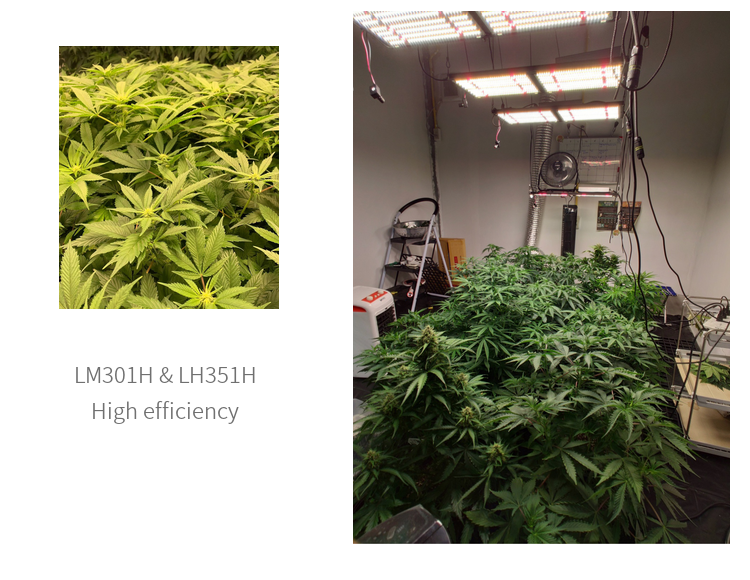 Custom Spectrum 288LED Quantum Board Led Grow Light 48-130W 2x1FT Coverage
