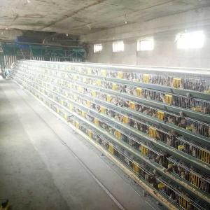 China Commercial Quail Layer Cages , Hot Galvanized Q235 Steel Wire Little Bird Cage wholesale