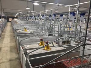 China Pig Farm Sow Farrowing Crate Cage For Deliver Piglets wholesale