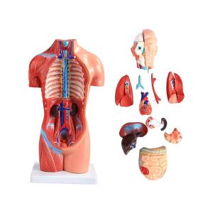 China 4D 42cm 15 Parts Human Torso Body Anatomy Model wholesale