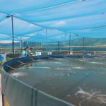 0.75mm Geomembranes Manufactured with Industrial Design Style in Philippines