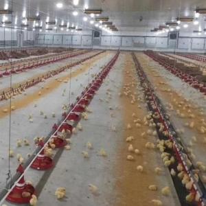 China Broiler Automatic Feeder Chicken Breeding Equipment wholesale