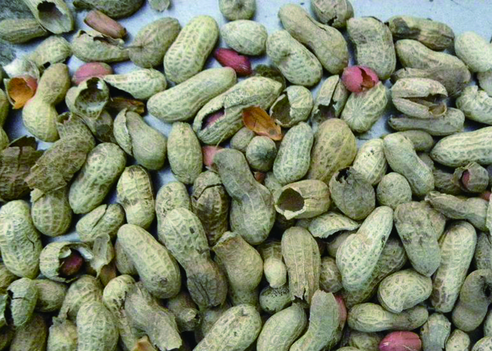 Recyclable 7 Channels Peanut Color Sorter , Cashew Nut Sorting Machine