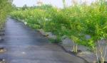 100% Polypropylene Agriculture Non Woven Fabric Weed Control Ground Cover Net