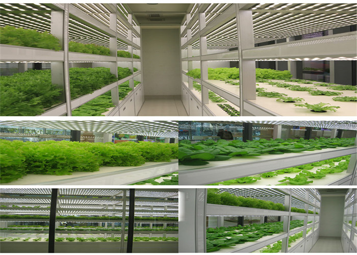 Easy Installed Plastic Garden Greenhouse , Large Plastic Greenhouse For Tomato