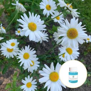 China CAS 1783-96-6 Pure Organic Essential Oils Chrysanthemum Essential Oil For Massage wholesale