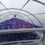 Hot Galvanized Steel Frame Polycarbonate Solar Dryer Greenhouse with Stable