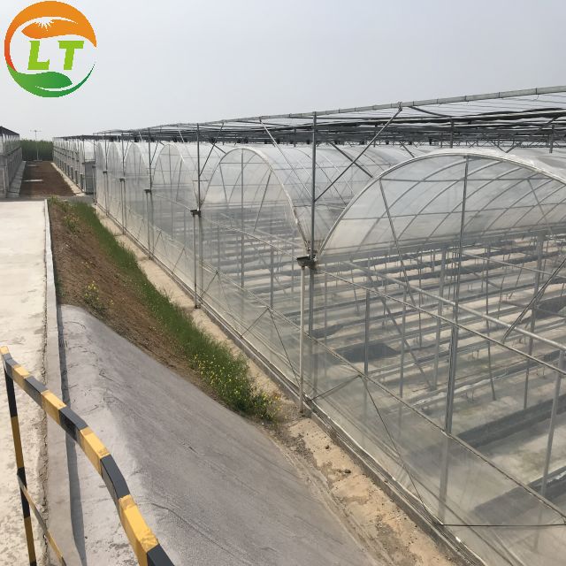 Roof Height 4.8-7.8m 200 Micron UV Resistant Plastic Film Greenhouse for Vegetable