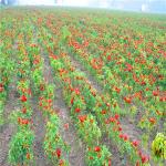 Organic De Arbol Chile Tianjin Dried Spicy Peppers 50000SHU Super Hot