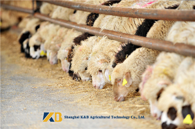 Safe Poultry Feed Bulk Fish Meal Stimulate Animal Growth And Development