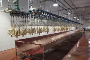 China Broiler Layer Automatic Slaughtering Machine Farms Stainless Steel Chicken Slaughter wholesale