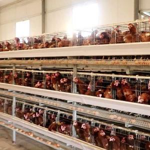 China Farm Poultry Chicken Cage 190 * 35 * 38cm / 195 * 45 * 41cm Size Durable wholesale