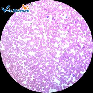 China Hospitals Schools Parasite 1.2mm 1 X 3 Histology Microscope Slides wholesale