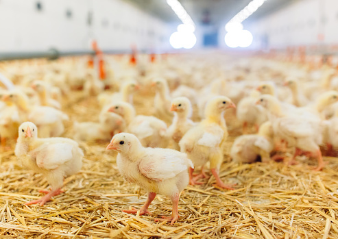 Enhance Animal Nutrition with Lysine Hydrochloride 98% Feed Grade Amino Acid Powder