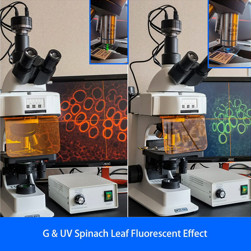OPTO-EDU A16.2601 40x - 1000x LED Trinocular Fluorescence Microscope For Research / Learning