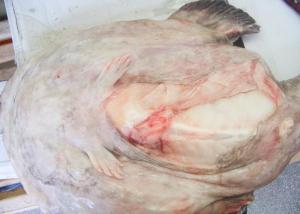 China Whole Monkfish Gutted Iqf wholesale