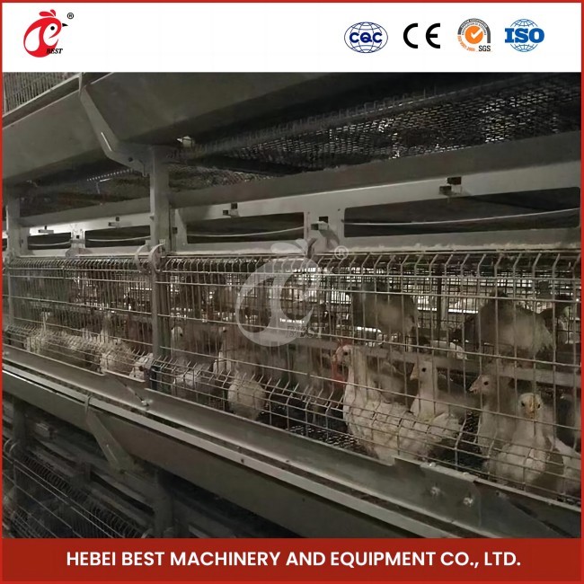 Auto Feeding Poultry Farming Cage System With Metal Feeder Troughs H Type Steel Wire Cage Frame Rose