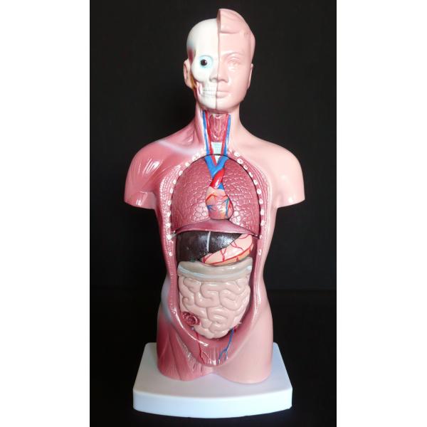 Wholesale Medical Human Trunk Model Manikins For Surgery Training