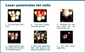 12 paddles i lipo laser/dual wavelength lipolaser slimming machine