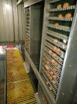 Hot Galvanized Layer Cage System For Poultry Farming